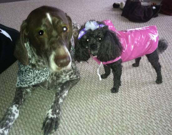 Submitted by Michelle Moretto of Vernon, N.J. "Jeannie is sporting her leopard bandana and Jasmine has her pretty bow and pink raincoat on."