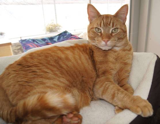 Happy and handsome, Tyler would certainly brighten up your home.