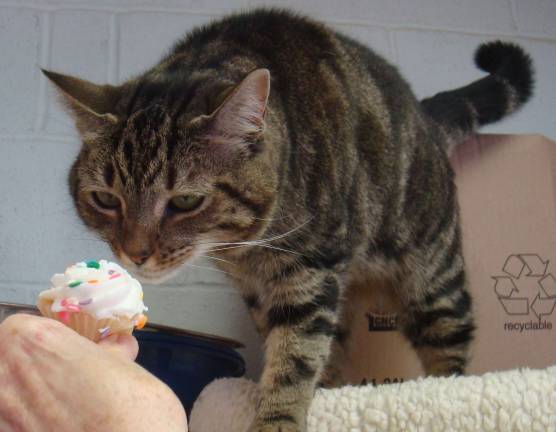 Mona is one of the free-roaming cats currently at the shelter. She's up to date on all of her shots; is your cat?