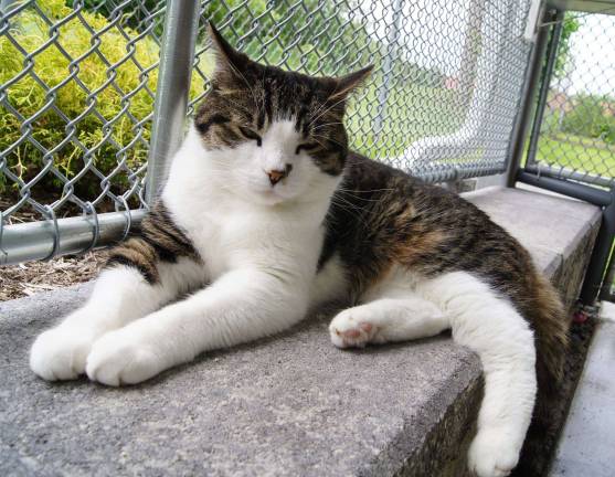 Max sits on the patio of one of the new additions at the shelter. Maybe Max is the right match for your family.