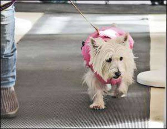 Doggie divas strut their stuff