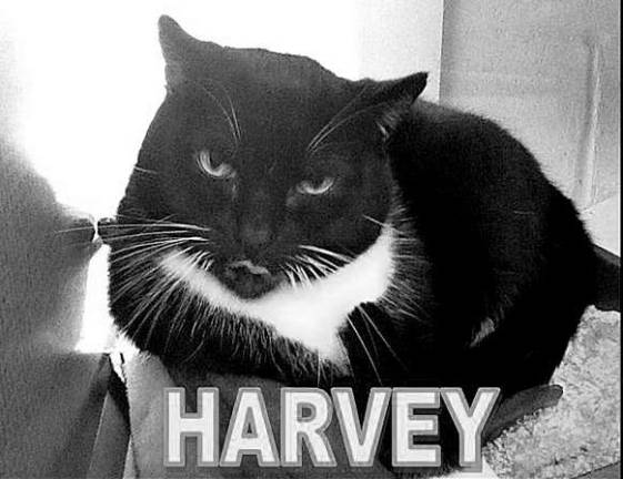 Can you help Harvey?