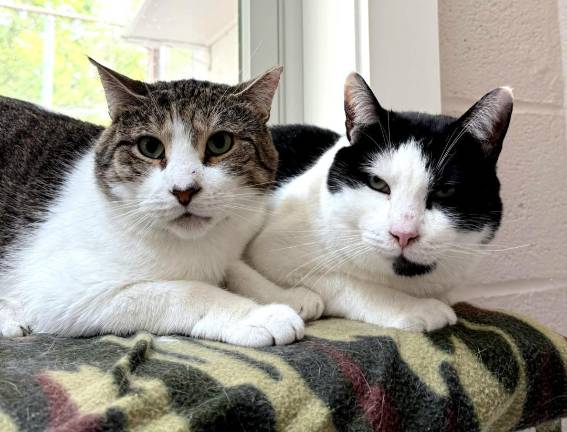 Meet Silas and TomTom