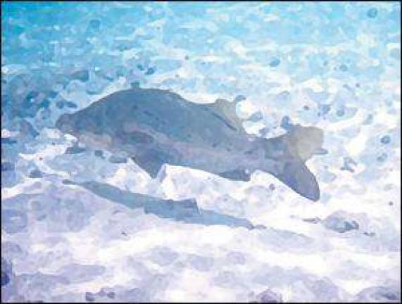 Fish and wildlife art and writing contest