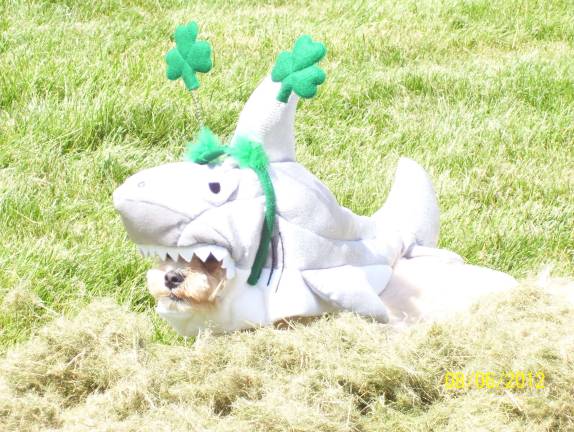 Submitted by Patti Devore of Florida, NY Bailee in a shark costume.