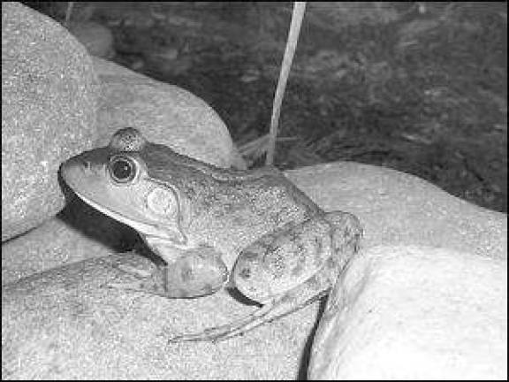 Saving New Jersey's salamanders, frogs, toads
