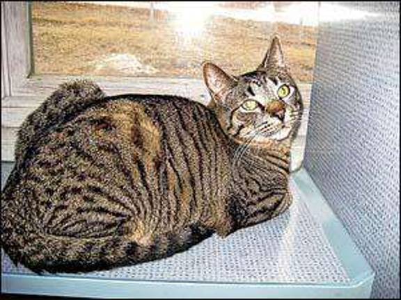 Meet Arby: A special, outgoing cat ready to love and play
