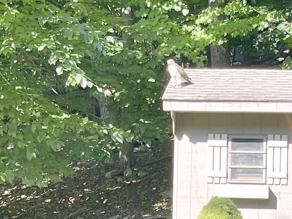 This red-tailed hawk decided to perch on a local roof.