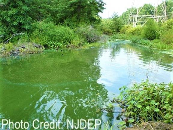 Photos of the different appearances of a Harmful Algal Bloom looking like spilled green paint or like pea soup. DEP photos