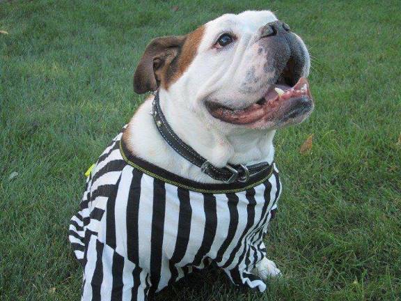 Submitted by Victoria Davidson of Hardyston, N.J. "Ready for the Super Bowl! This is the Bulldog that rescued us :) We got him from a shelter in NY. Who would surrender or mistreat this beautiful face?"