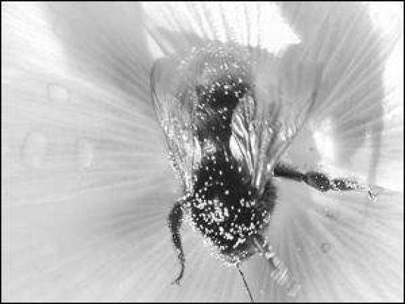 Beekeeping short course offered