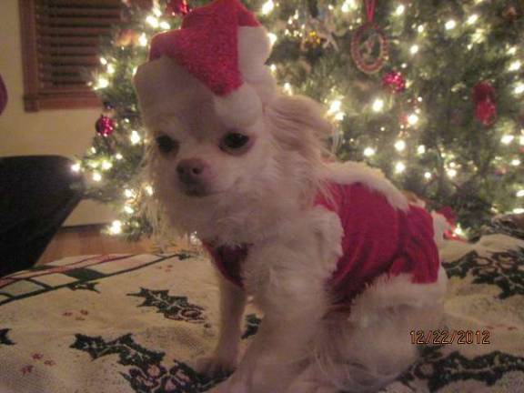 Submitted by Carol Truhan of Franklin, N.J. KatieBug is all ready to help Santa.