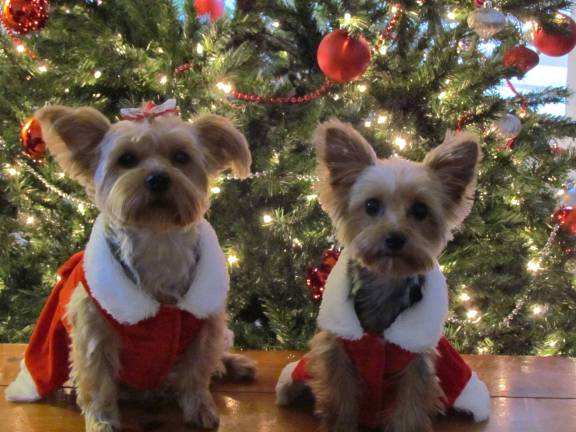 Submitted by Liz DiMenno of Milford, Pa. "Christmas with my girls! Lovely Christmas photo of my two Yorkies, Lexi and Rylee."