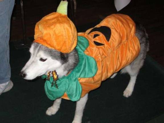 Submitted by Ruth Henningsen of Oak Ridge, NJ Nemo, Siberian Husky.