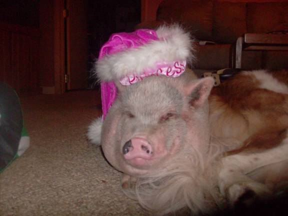 Submitted by Scott Feldman of Wantage, N.J. "Daisy is our 5 year old pot belly pig, aka named Sweet Cheeks. She is very smart and a great pet."