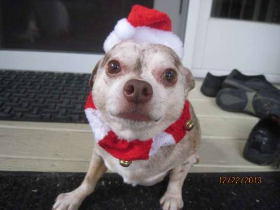 Submitted by Carol Truhan of Franklin, N.J. "This is Bailey. He is my foster doggie who was so happy to get dressed up. A fantastic chihuahua with a huge heart and love for his people and the holidays. Here he is posing his funny look before going out to play with the rest of the gang."
