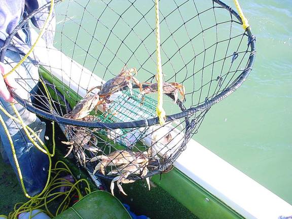 DEP bans blue claw crabbing in lower Passaic River