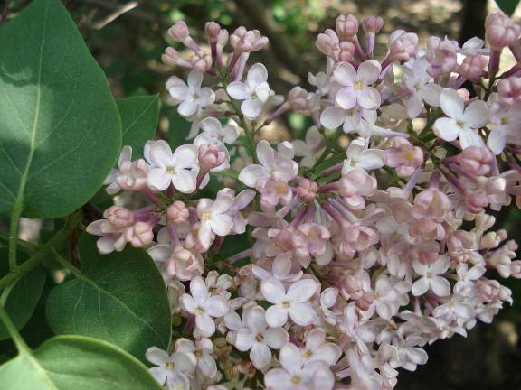 Lilac Workshops at botanical garden