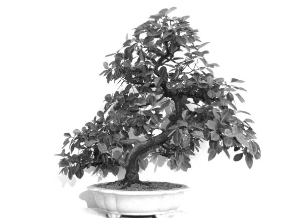 Springfest will host a Bonsai exhibit