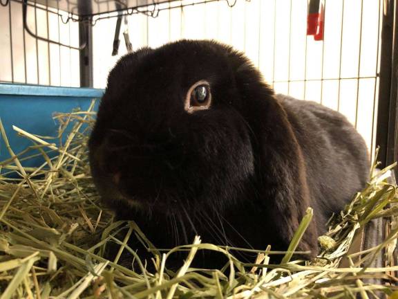 The A-B-Cs of the West Milford Pet of the Week