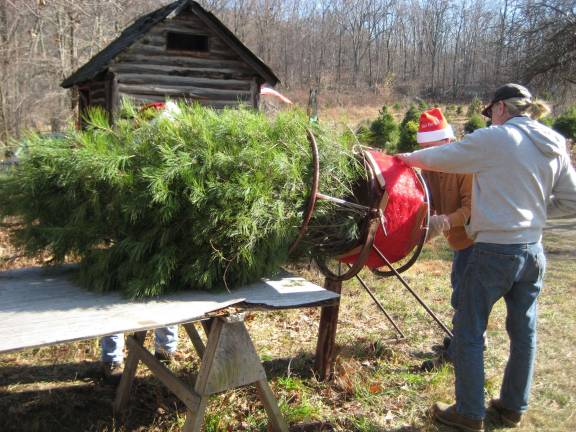 Owner Roger Knight helps pull a customer's tree through the baling machine.