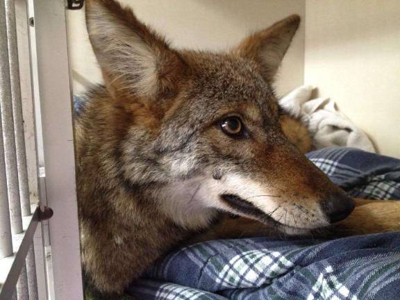 Photo provided An unlikely patient. This coyote was hit by a car on Oct. 14 on Warwick Turnpike. Doctors from Greenwood Lake Animal Hospital sedated him, performed surgery and repaired lacerations.