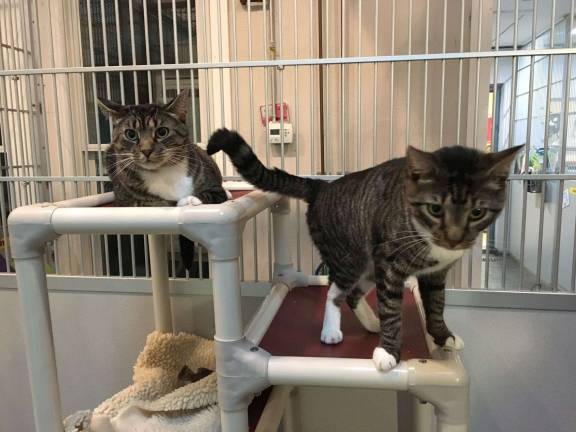 Lucious, left, and Arturo have similar personalities and looks. Both are available for adoption at the shelter.