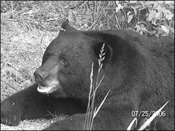 Lions and tiger and bears, oh my!