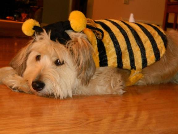 Submitted by Cathy Rogers of Chester, NY Holley Rogers, 1.5 years old.