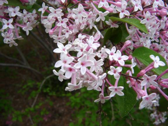 A Lilac Care Workshop is scheduled from 10 a.m. to 1 p.m. Saturday, April 29.