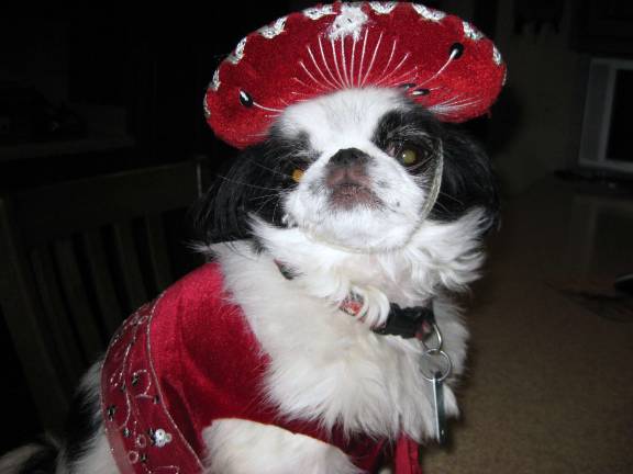 Submitted by Karen Cowern of Milford, Pa. "Sparky is a 9 year old Japanese Chin.This was a photo of him in his Mariachi outfit."