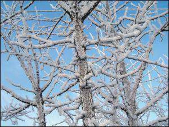 The winter that wasn't