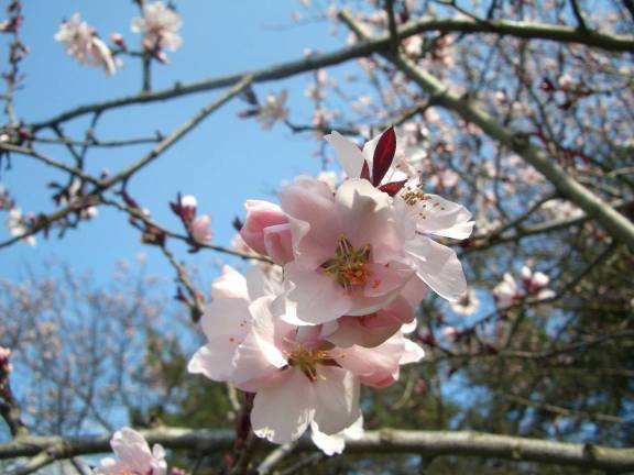 Spring Fling set for May 4