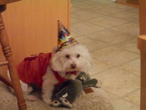 Submitted by Denise Ayala of Milford, Pa. "Our dog Sugar is always dressed for any occasion. She has her Christmas dress on with her New Years party hat on with it. She is always ready to celebrate and have fun with her family."