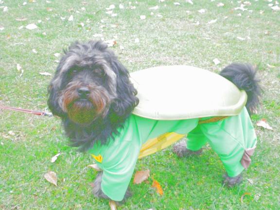 Submitted by Val Woortman of Lafayette, NJ Cubby, 6, a shih tzu/ poodle mix is a rescue from Camden county animal shelter. "He loves his turtle costume for Halloween. He is a much loved member of our family and a joy to be around."