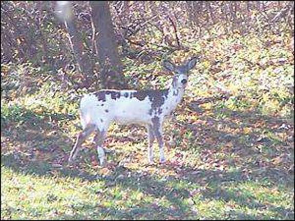 Not your everyday deer