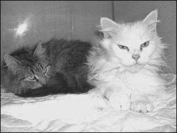 The strange tale of Bridget, Bailey and Bumbles