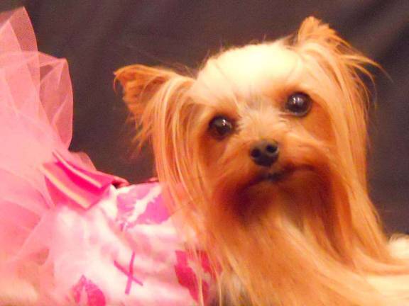 Submitted by Claudia Adams of Lords Valley, Penn. "Twinkie in her Ballerina outfit. She is 3 years old and weighs 3 lbs. She loves to dress up and has a dresser filled with outfits."