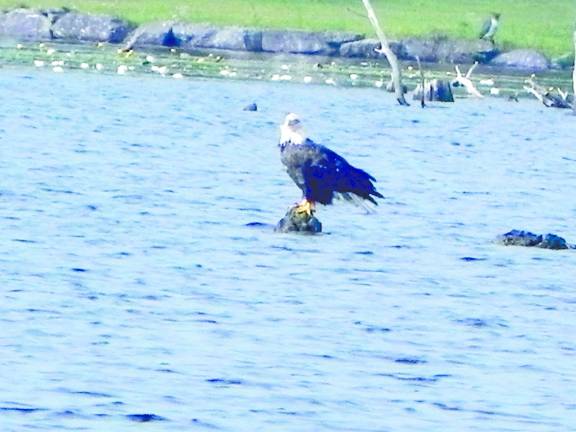 An eagle, an owl and the lake