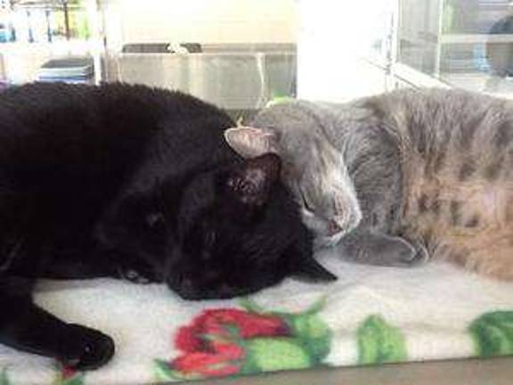 Wanda, left, and Cadet are best of pals. And everyone knows cats are best in pairs.