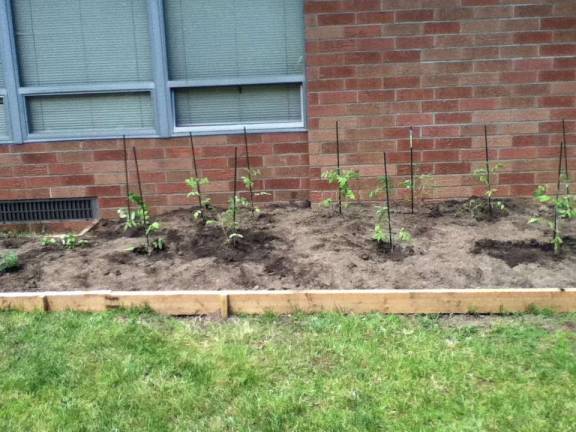 Maple Road School Garden produces edible donations for St.Peter’s Orphanage