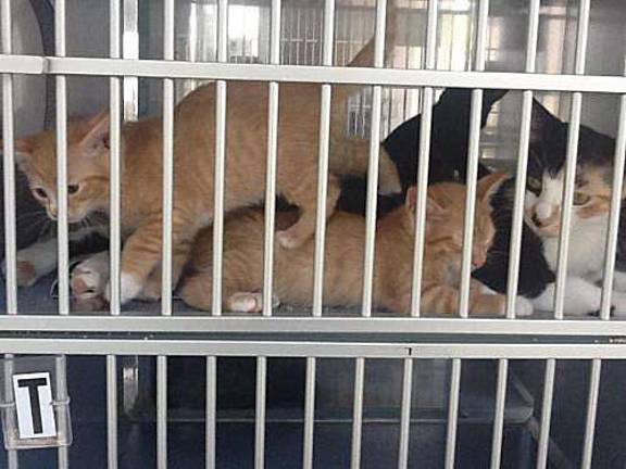 It's last call for kittens