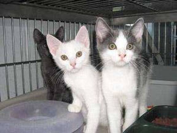 Here ... kitty, kitty