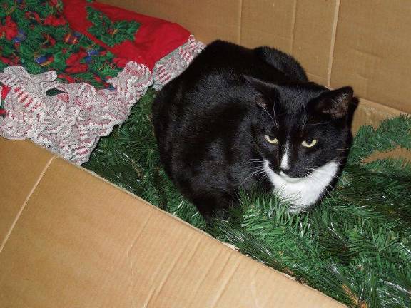 Submitted by: Kathy Morrison-Schultz of West Milford, N.J. "Prince Loves His Christmas Tree."