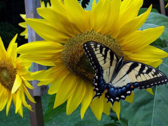 Sunflower, butterfly, beautiful