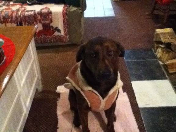 Submitted by Haley Maerz of Goshen, N.Y. "Mocha having a pretty pink photo shoot after going for a jog with her pink jacket on."