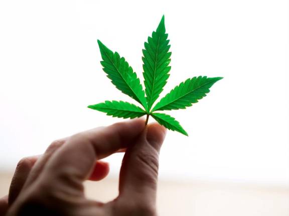 A cannabis leaf.