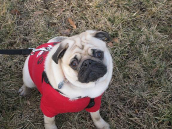 Submitted by: Leanne Crouthamel of Milford, Pa. "Charlie's Xmas at grammy's house."