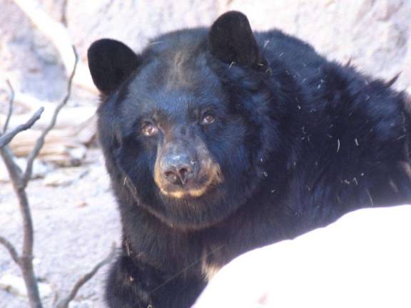 Bear season opens in New Jersey