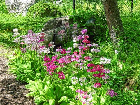 NJBG’s Wildflower Garden preserves many of the state’s native plants. Docents will lead wildflower walks May 11 and 25.